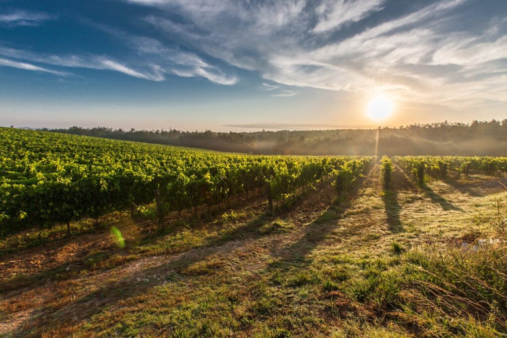 Choosing Tuscany as your wine tour destination in Italy is a perfect idea. However, for your journey to be unforgettable, you must have an itinerary. Know where to base your wine tasting tour based on your timeline and interests.