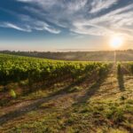 How To Have An Epic Wine Tour in Italy’s Tuscany Wine Region