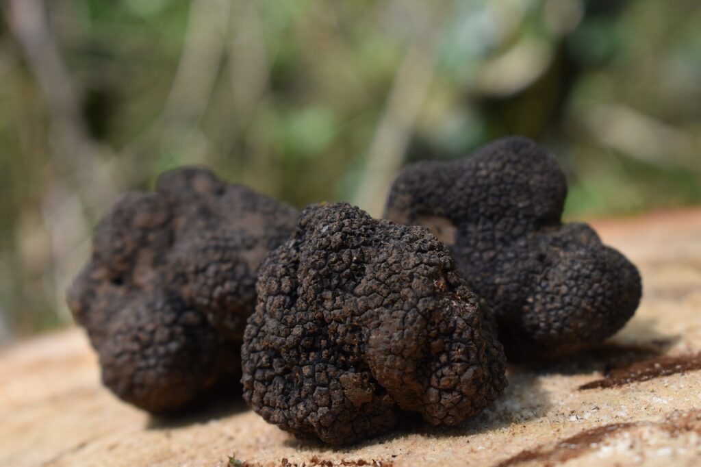 Italy offers a culinary treasure in its truffles. These rare fungi, often called “diamonds of the kitchen,” are coveted worldwide, especially in Italy, where they have been harvested for centuries.